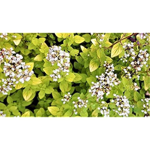 Yellow LEAVED Oregano Golden Scented Edible HERB in 9CM Pot Cover