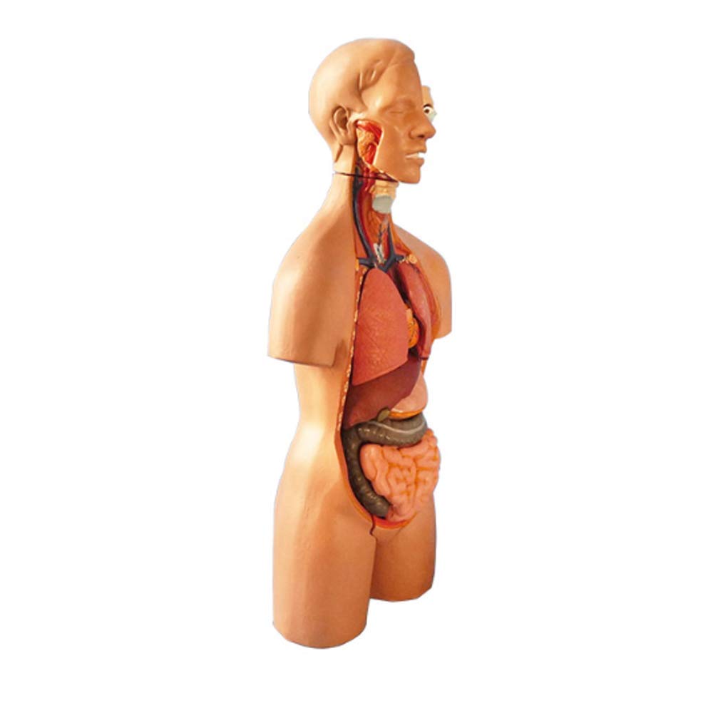 Unisex Human Anatomy Torso Body Model 55Cm / 21Zoll Removable Medizinische Lehre innere Organe 19 Teile