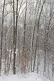  2020 Weekly Planner Winter Forest Bare Trees Snowy Groundcover 134 Pages: 2020 Planners Calendars Organizers Datebooks Appointment Books Agendas