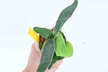 フーンシキ Amazon.co.jp: P.Foongsiqi TC⑤ @bikamori.com フーンシキ