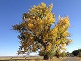 10-12” Tall Cottonwood Tree, 1 Year Old bareroot Plant, Populus Fremontii, Healthy Plant, Shade Tree