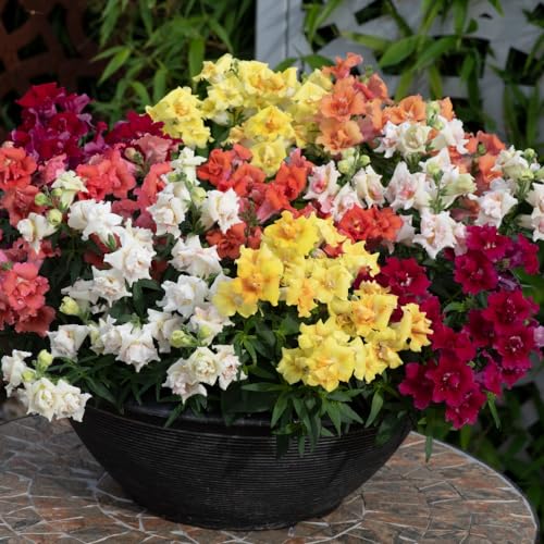 How to deadhead snapdragons How to deadhead snapdragons