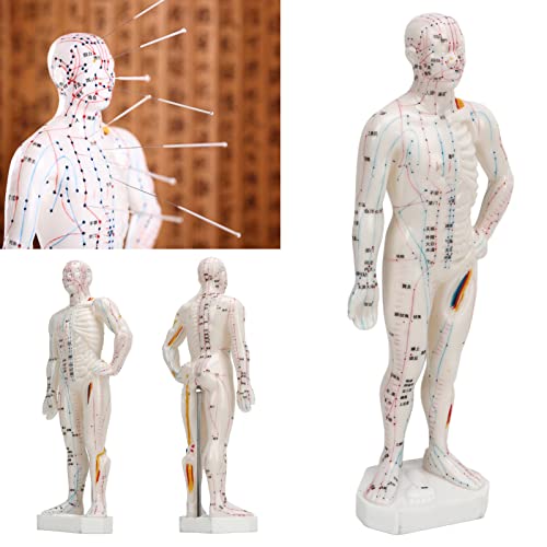 Human Body Acupuncture Model, Meridian Points Model Clear Handwriting Easy to Read Professional PVC for Acupuncture for Chinese Teaching - Thumbnail 5