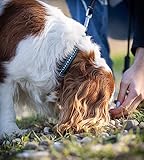 Hundehalsband aus Echt-Leder mit Strasssteinen/Kristall besetzt – funkelndes Hunde und Katzen Halsband aus gepolsterten und doppellagigen Büffelleder - Lederhalsband Audrey (S (20.0-27.5cm), Türkis)