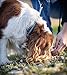 Hundehalsband aus Echt-Leder mit Strasssteinen/Kristall besetzt – funkelndes Hunde und Katzen Halsband aus gepolsterten und doppellagigen Büffelleder - Lederhalsband Audrey (S (20.0-27.5cm), Türkis)