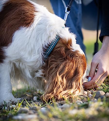 Hundehalsband aus Echt-Leder mit Strasssteinen/Kristall besetzt – funkelndes Hunde und Katzen Halsband aus gepolsterten und doppellagigen Büffelleder - Lederhalsband Audrey (S (20.0-27.5cm), Türkis)