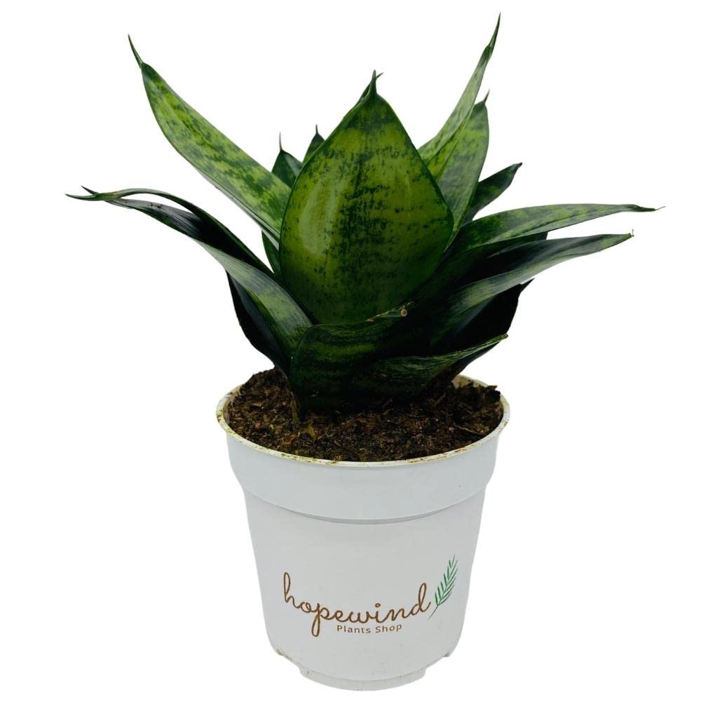 where to purchase succulent plants Assorted Gift Succulents main image 0