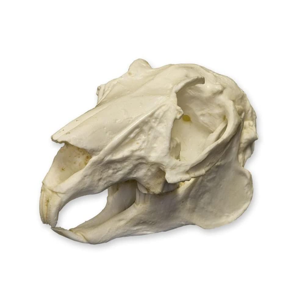 Rabbit Skull (Teaching Quality Replica): Animal Anatomical