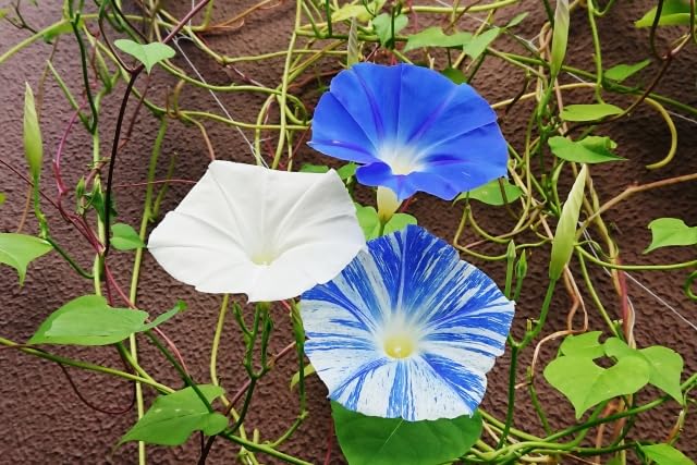 Amazon.co.jp: 種 花たね 西洋朝顔 フライングソーサー 1袋(700mg