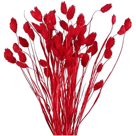 XHXSTORE 60Pcs Red Bunny Tails Grass Dried Pampas Grass Natural Rabbit Tail Grass Dried Lagurus Ovatus Grass Dried Flower Bouquet Pampas Grass Plant Dried Pampas Grass Flower Arrangements Home Decor Cover