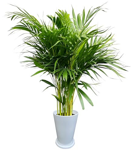 Ԃ̃Mtg AJV ϗtA { ^ V 7 ϗt A p 7  