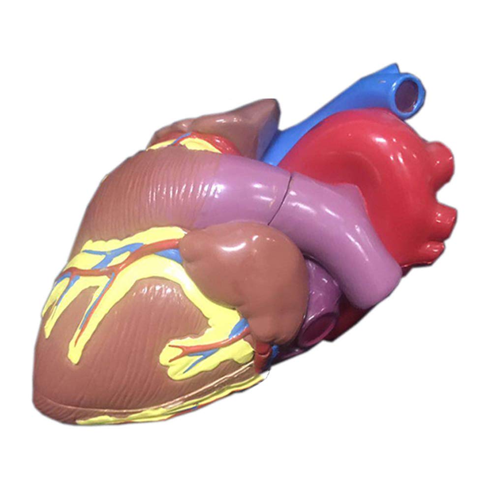 Sjdopulse A Medical Natomical Heart Model - 1:1 Life Size Human Heart Natomical Model - Human Organ Natomy Model Heart Natomical Model - For Study Teaching (A)