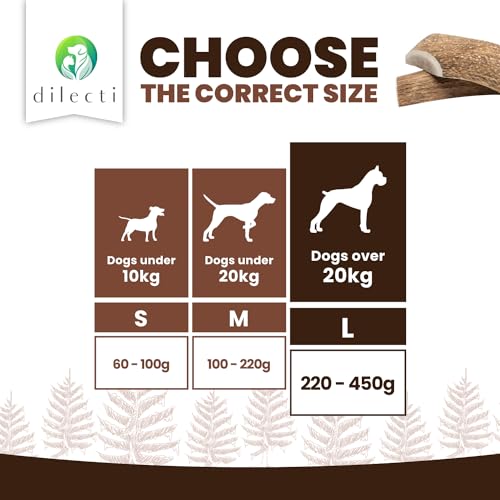 Dilecti Olive Wood Dog Chews, Natural Dense Hardwood Stick, Long-Lasting Dental Care Chew Toys with Antioxidants - Image 4