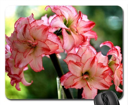Preisvergleich Produktbild Amaryllis Mauspad, Mousepad (Blumen Mauspad)