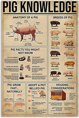 Pig Knowledge - Cartel de metal retro con pintura de hierro vintage, póster para cueva, garaje, pub, bar, cocina, decoración del hogar, 30,5 x 40,6 cm