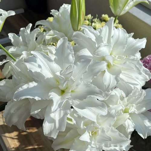 bulbi di giglio resistenti perenni - vaso giardino 3pcs