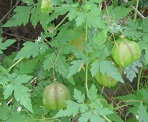 Shop 360 Garden Rare Herbal Plant Khanphata Mudakathan Balloon Vine Cardiospermum Halicacabum Live Plant 1 Healthy Live Plant Amazon In Garden Outdoors