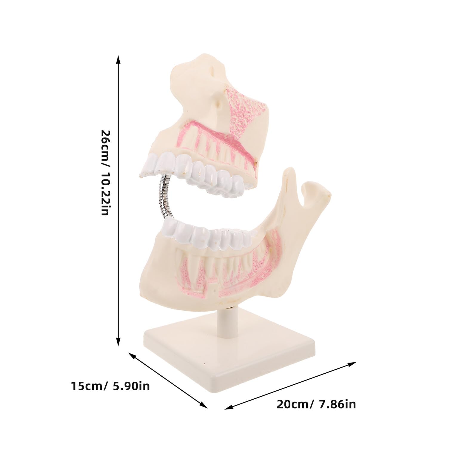 Hemobllo Modello di Bocca in Plastica per Studio Dentistico Modello Dimostrativo Pratica per Studenti di Odontoiatria Strumento Didattico per Anatomia e Preparazione Agli Esami