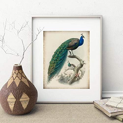 Amazon キャンバス絵画美しい孔雀鳥イラストプリントヴィンテージポスター鳥孔雀画像レトロ壁アート装飾 70 90センチフレームなし ウォールステッカー オンライン通販