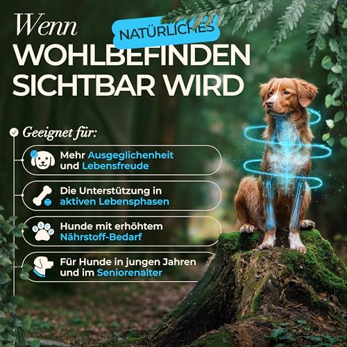 ENEMEL Vitamin B Komplex Hund Tropfen 100 ml – flüssiges Vitamin B für Hunde zur einfachen Anwendung, B-Vitamin Komplex zur täglichen Ergänzung & Fütterungsroutine, Premium Qualität Made in Germany