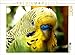 Produktbild CALVENDO Puzzle Wellensittich - EIN tiefer Blick in die Seele eines Wellensittichs... 1000 Teile Puzzle quer | 1000 Teile Lege-Größe 64 x 48 cm Foto-Puzzle für glückliche Stunden