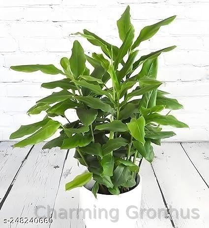See full amazon price history chart for Charming Gronhus Live Kerala Green Cardamom Choti Elaichi Spice Plants For Home Garden PLant With Pot Charming Gronhus Live Kerala Green Cardamom Choti Elaichi Spice Plants For Home Garden PLant With Pot (B0CNVYSSKR) Amazon Price History, Amazon Price Tracker