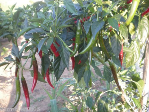 1000 Thai HOT Pepper SEEDSWHOLESALE