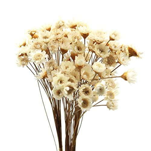 Ramo de flores secas TAODAN 90 tallos margaritas blancas miniatura 4