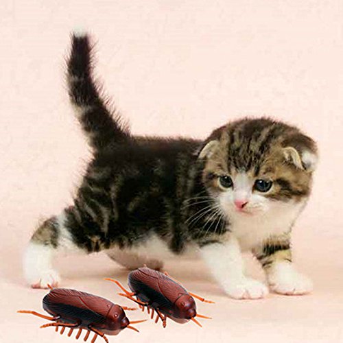 1pc Funny Electronic Vibration Cockroach Toy Cat Interactive Play Toy | Desertcart Cayman Islands 1pc Funny Electronic Vibration Cockroach Toy Cat Interactive Play Toy | Desertcart Cayman Islands