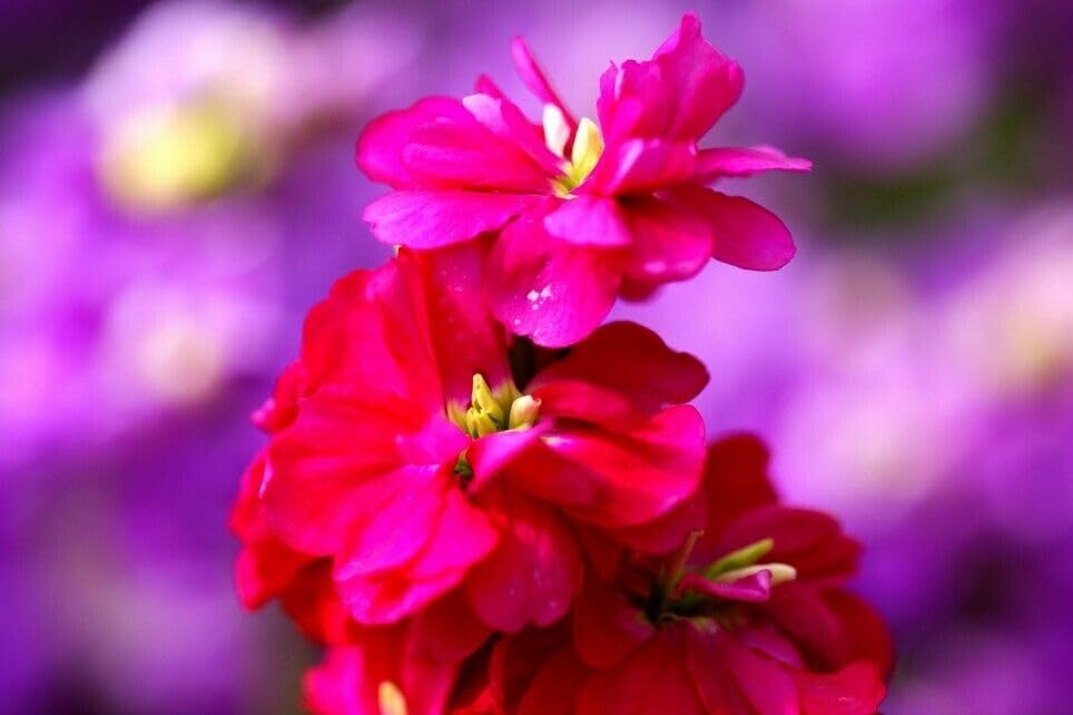 Matthiola Incana Deep Rose 40 Seeds