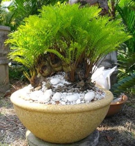 Amazon.com : Zamia FLORIDANA Coontie Palm Florida Native Cycad