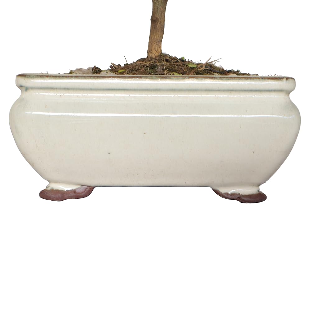 KENTIS - Bonsaï Zanthoxylum Piperitum - Faux Poivrier Bonsai Plante Naturelle Intérieur Exterieur - Plantes d'Appartement Balcon Terrasse - H 17/23 cm Pot 8 cm