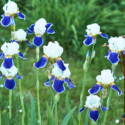 Schwertlilien Zwiebeln Winterhart MehrjäHrig,Knollen Schwertlilie...