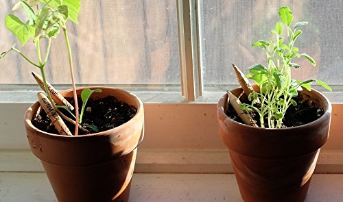 Ez Life Diy - Grow Your Pencil Plant (Pack Of 3) 4