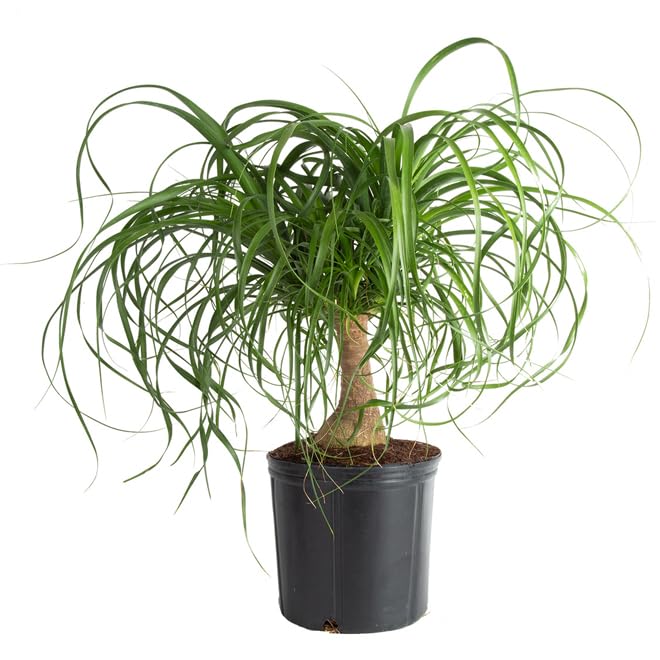 Live Ponytail Palm | Nolina Palm Elephant foot Fountain Palm Live plant Tree Original Variety With Plastic Pot-image-42