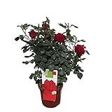 Rosal Perfumado Rojo PREMIUM Planta de Exterior Natural