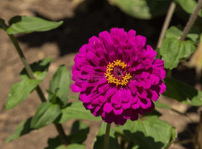 Zinnia Hybrid Flower Plants Flower All Season for Home Garden Pack