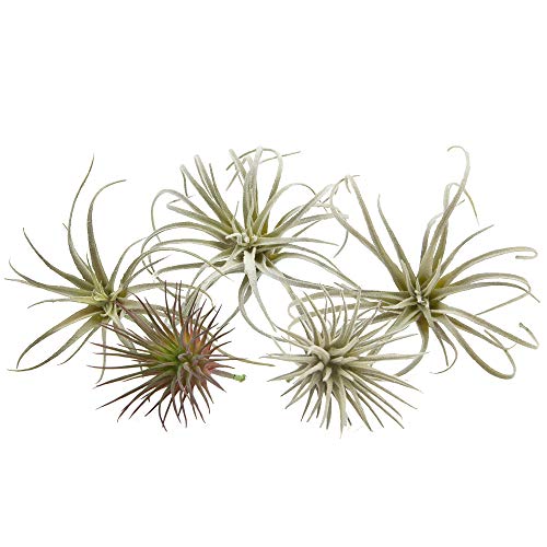Chive Artificial Air Plants — Bulk Set Of 5, Small — Ultra Realistic Fake Tillandsia Bromeliad Plants — Decorative Faux Succulents For Home & Office Decor — No Care Needed! #TOP1