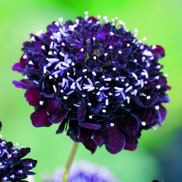 SVG® Scabiosa imported flower seeds For Your home Gardening Pack of 100 seeds (BLUE) (B0D6GR478V) Amazon Price History, Amazon Price Tracker