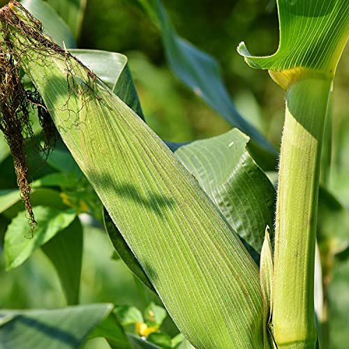 Zhousi Corn Seeds for Planting - 200pcs Vegetable No GMO Corn Seed