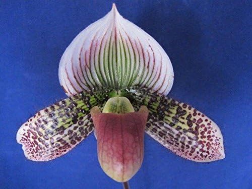 Lovely maudiae Type paph - ladyslipper Orchid - in Bud