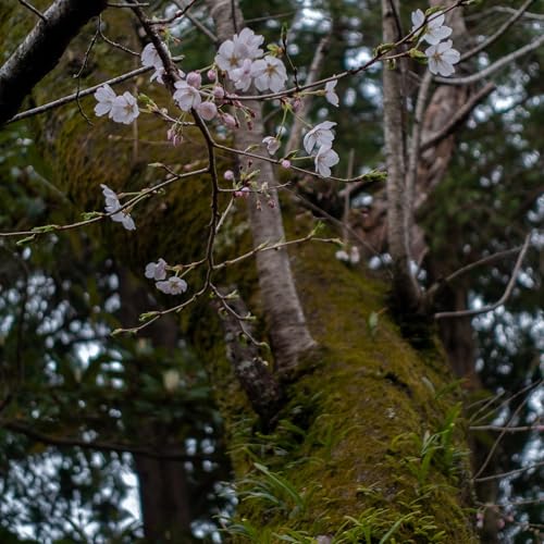 #15 鳥の鳴き声 公園+森 Vol.2