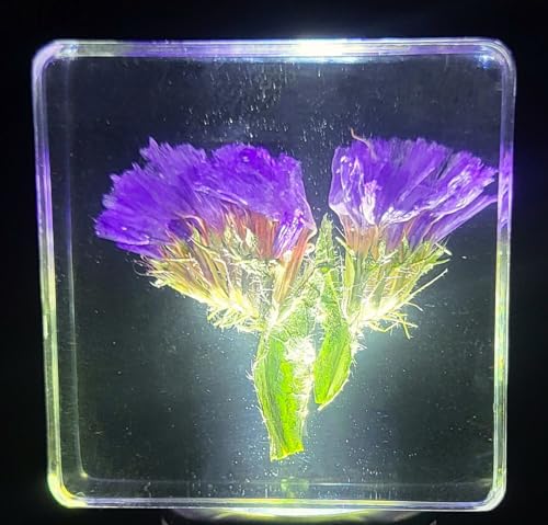 Image of 38mm Real Purple Lavender Flower in Crystal Clear Lucite Resin Specimen Botanist Herb Herbarium Lavandula Collection for Botany Science Education & Desk Ornament Display Small Paperweight
