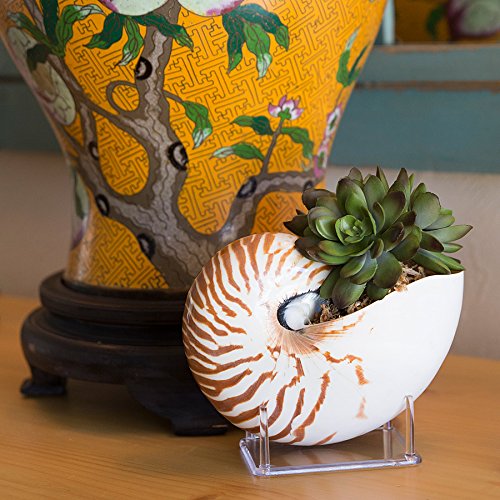 Amazon.com: Tumbler Home Chambered Nautilus Sea Shell with Lucite
