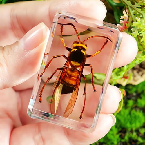 Image of Taxidermy Mantis Dragonfly Cicada, Real Insect Specimens in Resin Preserved, Clear for Closer-Look & Study, Science Educational Classroom Specimen, Unique Amazing Gift Ornament (D, 3.0x3.0x0.8-inch)
