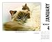 2016 What Cats Teach Us Box Calendar