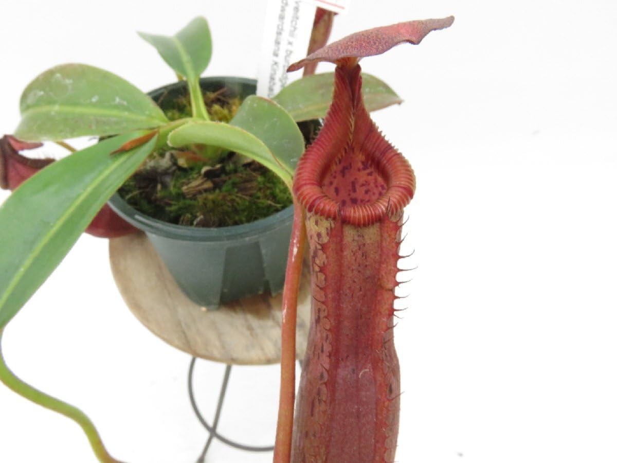 Amazon.co.jp: N.(veitchii × burbidgeae) EPH-2-57-1 × N