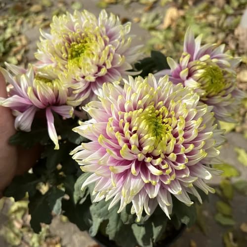 semillas de crisantemo resistentes - Plantas decorativas para jardín y balcón resistentes Plantas para el jardín y el pasto para abejas Plantas raras, flores de balcón Plantas para 400pcs
