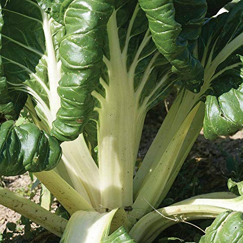 Swiss Chard 'White Silver' Seeds Hardy Biennial Vegetable Garden Plants Easy to Grow Your Own Swiss Chard 'White Silver' 1 Packet of 300 Seeds by Thompson and Morgan