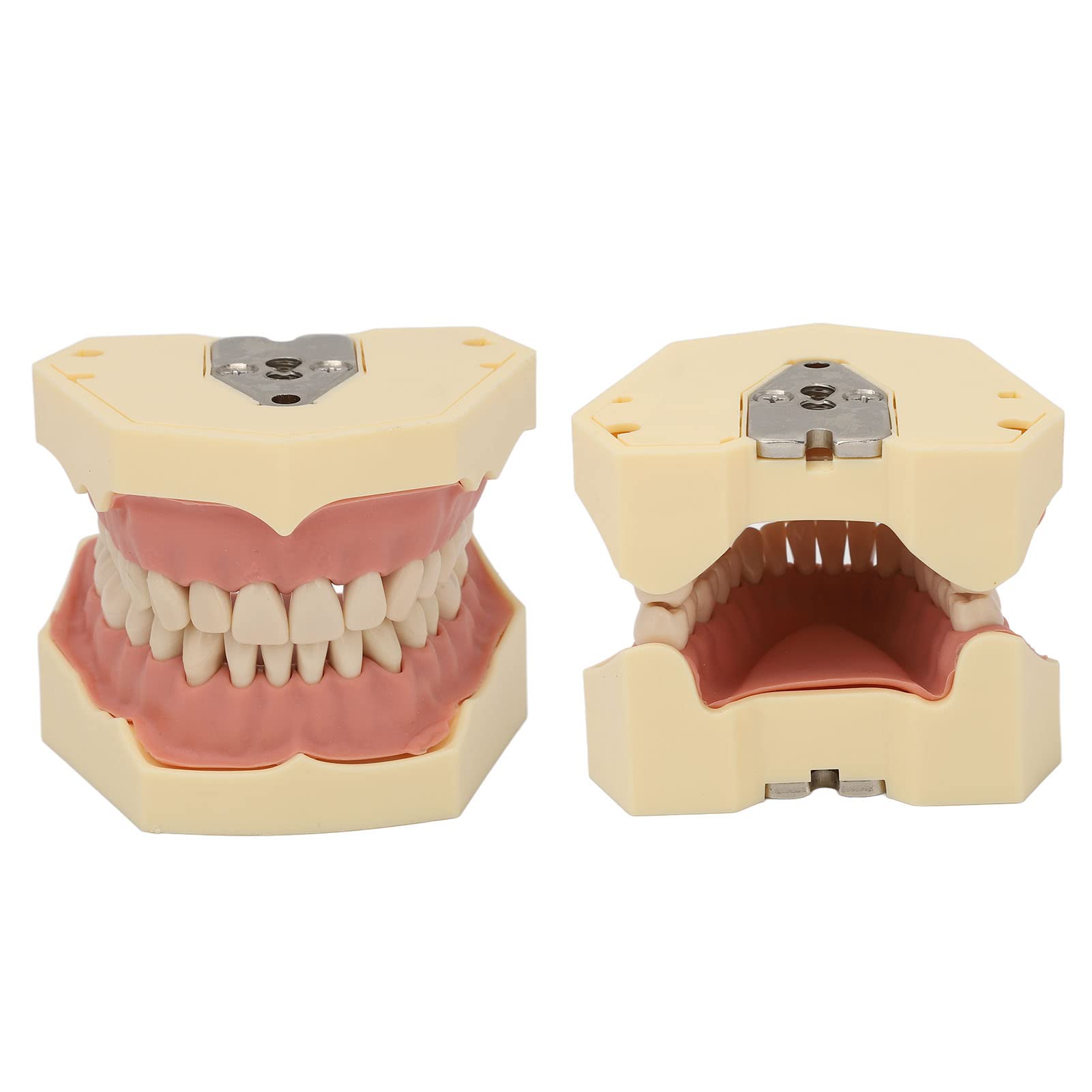 Adult Standard Typodont Teeth Model - Dental Teaching & Study Demonstration Kit